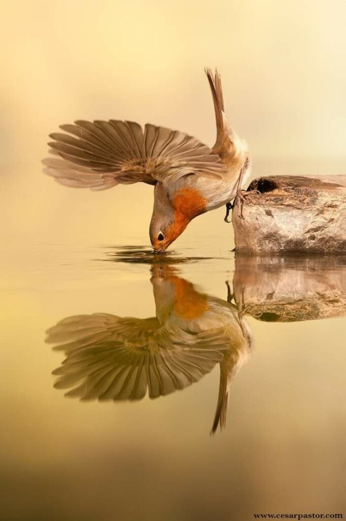 corps-pleine-conscience-janie-aschieri